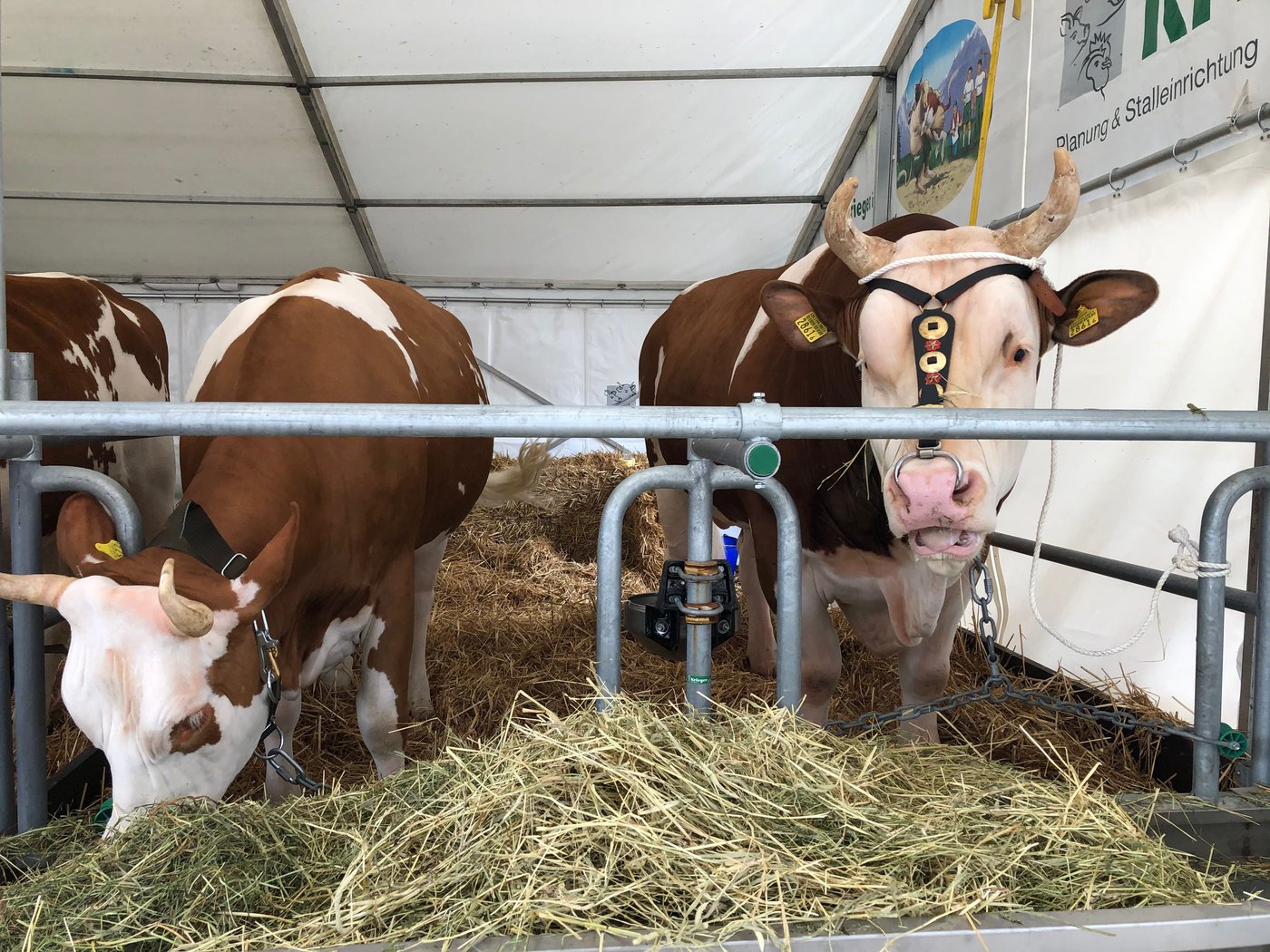 Der Simmentaler Stier «Adrian» (geb. 26.9. 2018) von Besitzer Reto Wyss aus Wilderswil gab es am Kantonalen Schwingfest für den Erstplatzierten. (Bild sjh)