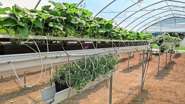 Das üppig blühende Steinkraut schützte in Versuchen die Erdbeeren vor Schäden durch Blütenthripse.