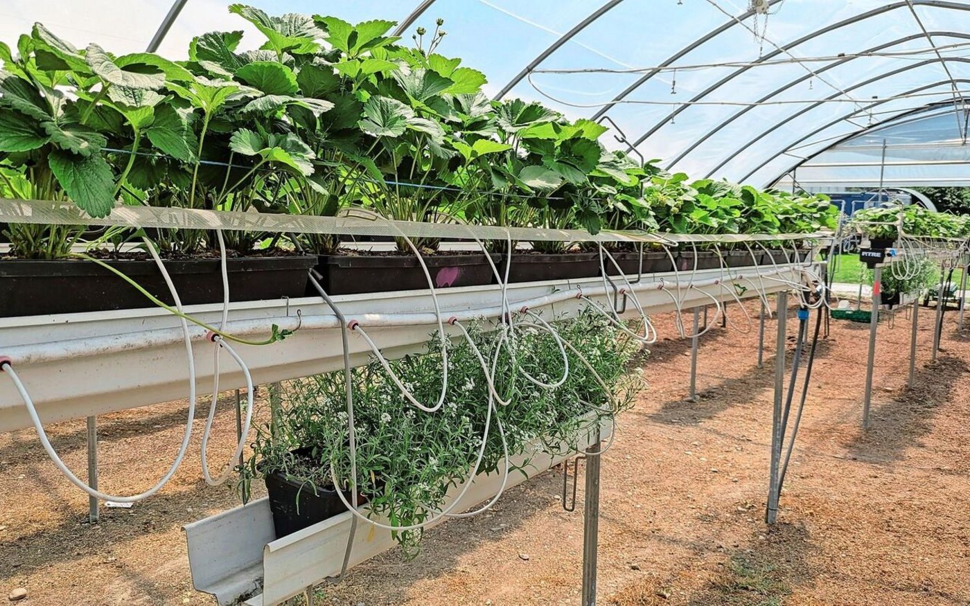 Das üppig blühende Steinkraut schützte in Versuchen die Erdbeeren vor Schäden durch Blütenthripse.
