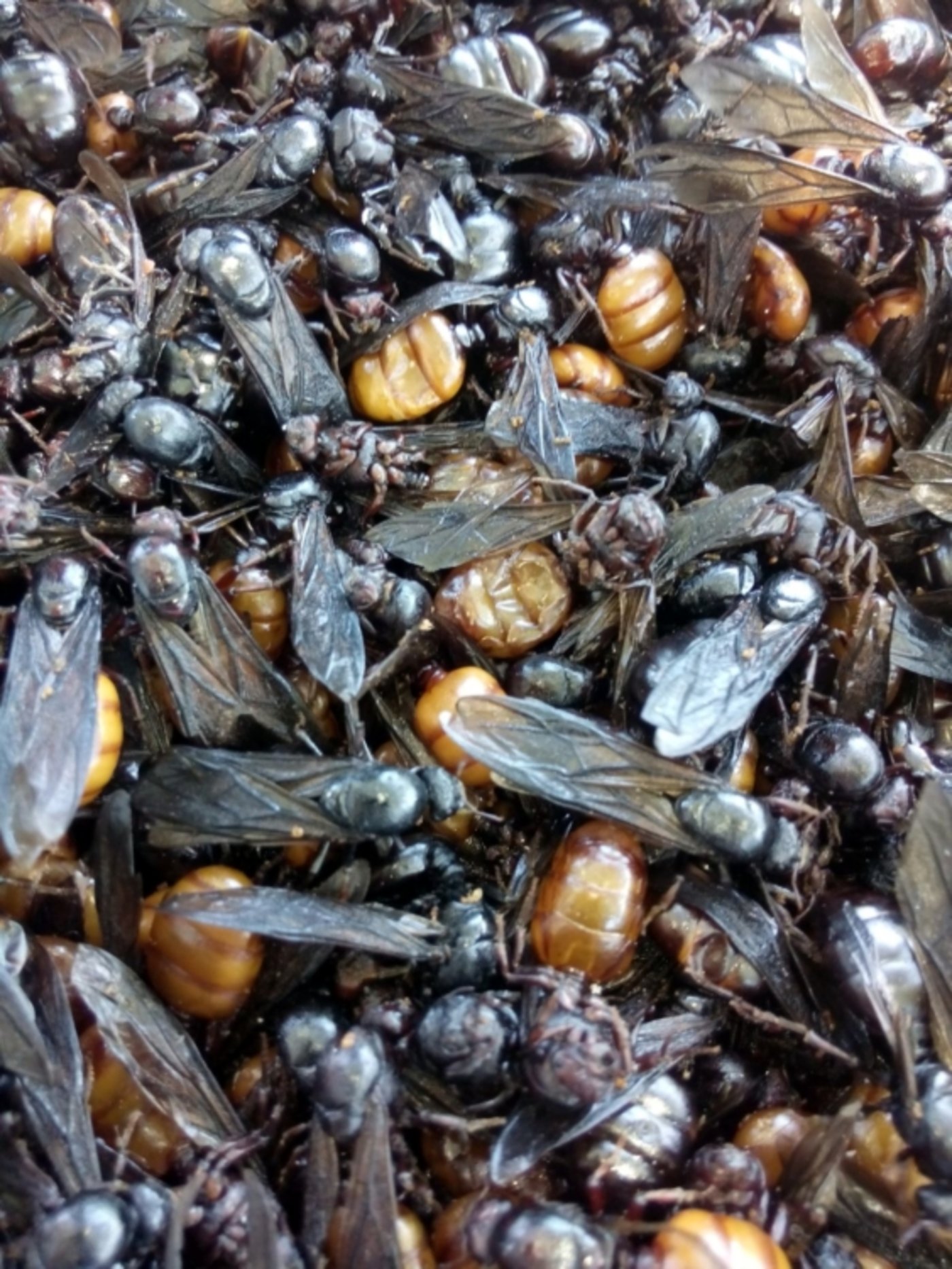 Schmackhaftes, billiges Eiweiss: adulte Termiten („Fulufute“), ein geschätzter Snack. (Bild Cornelius Köhler)