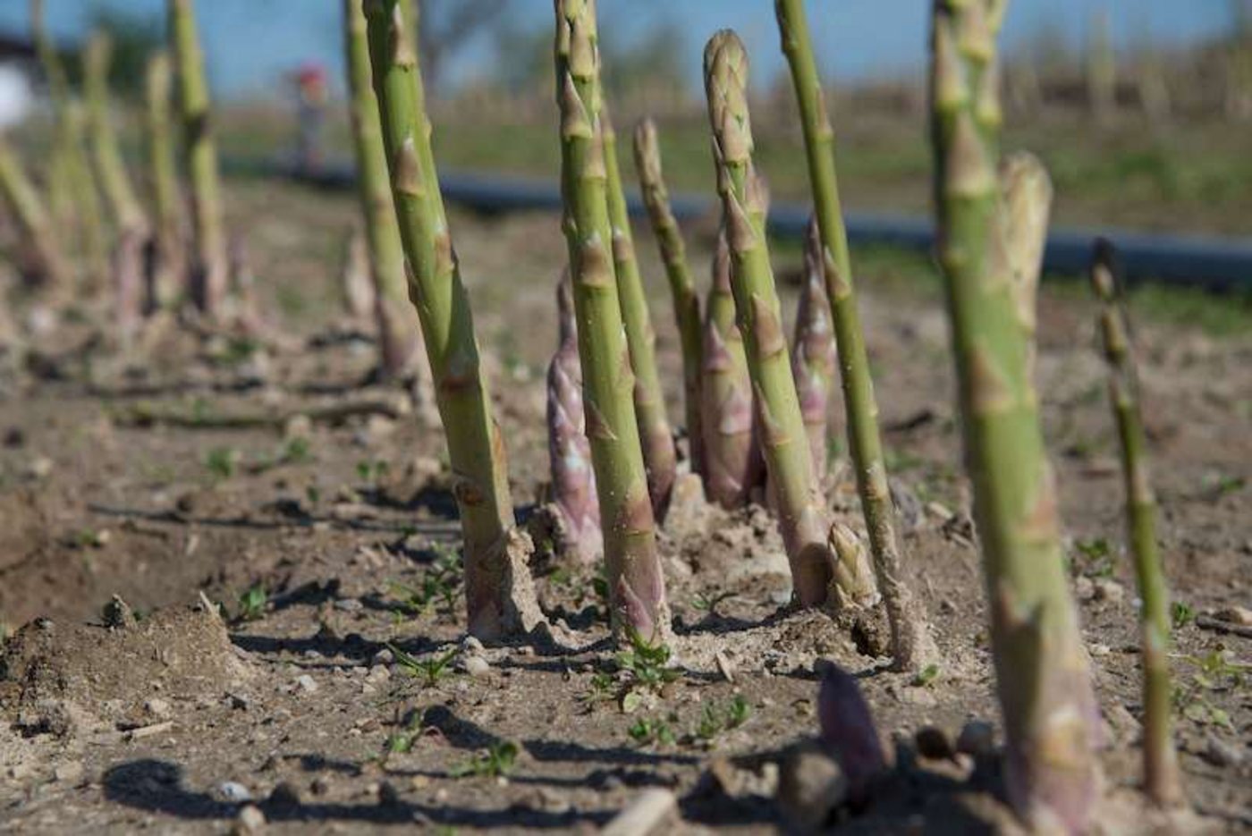 Grünspargel wächst über der Erde. Erst im vierten Jahr kann der Landwirt mit der Ernte beginnen, dafür bleibt das Gemüse für bis zu 15 Jahre in der Erde und kann jährlich geerntet werden. (Bild David Eppenberger)