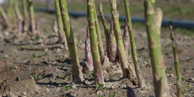Grünspargel wächst über der Erde. Erst im vierten Jahr kann der Landwirt mit der Ernte beginnen, dafür bleibt das Gemüse für bis zu 15 Jahre in der Erde und kann jährlich geerntet werden. (Bild David Eppenberger)