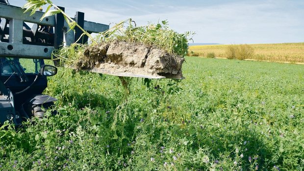 Gründüngungen sind für die Böden und für die Bodenlebewesen von grosser Bedeutung. 