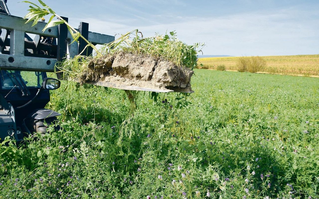 Gründüngungen sind für die Böden und für die Bodenlebewesen von grosser Bedeutung. 