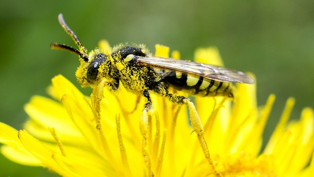 Kleinere Agrarflächen haben mehr Feldränder, die den Bienen Nistplätze und Blüten bieten und auch zur Orientierung dienen. (Bild Pixabay)