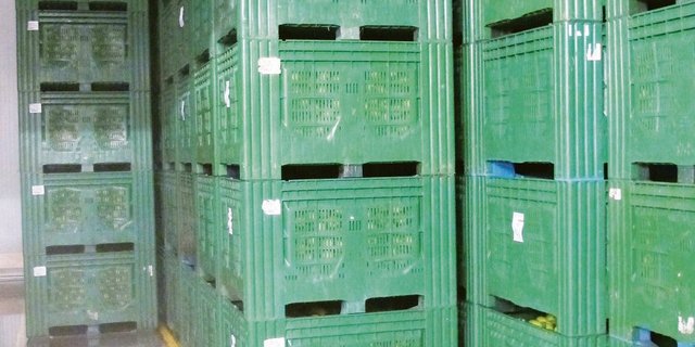 Bodenmarkierungen erleichtern das korrekte Stapeln der Obstkisten. (Bild Dr. Daniel Neuwald, KOB Bavendorf)