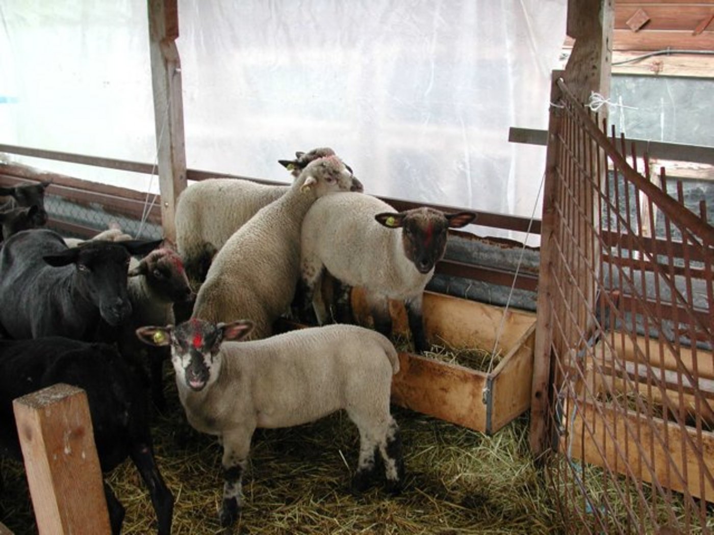 Die ersten Alplämmer sind auf dem Markt. (Bild BauZ)