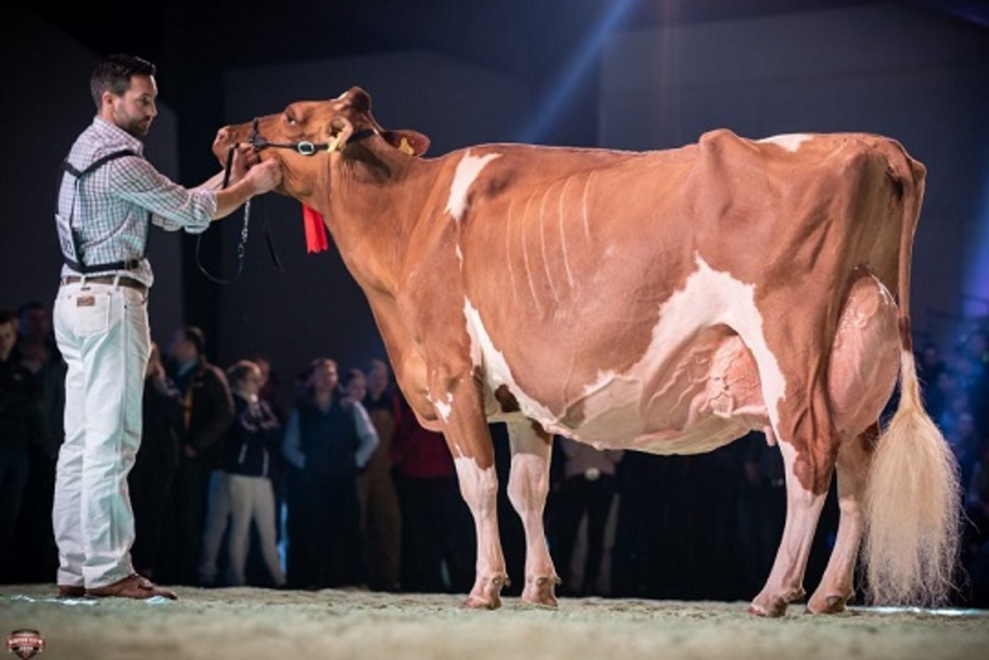 Reserve-Grande-Championne und Schöneutersiegerin wurde Jordan Irene der Gebrüder Schrago, Middes FR. (Bilder The Bullvine)