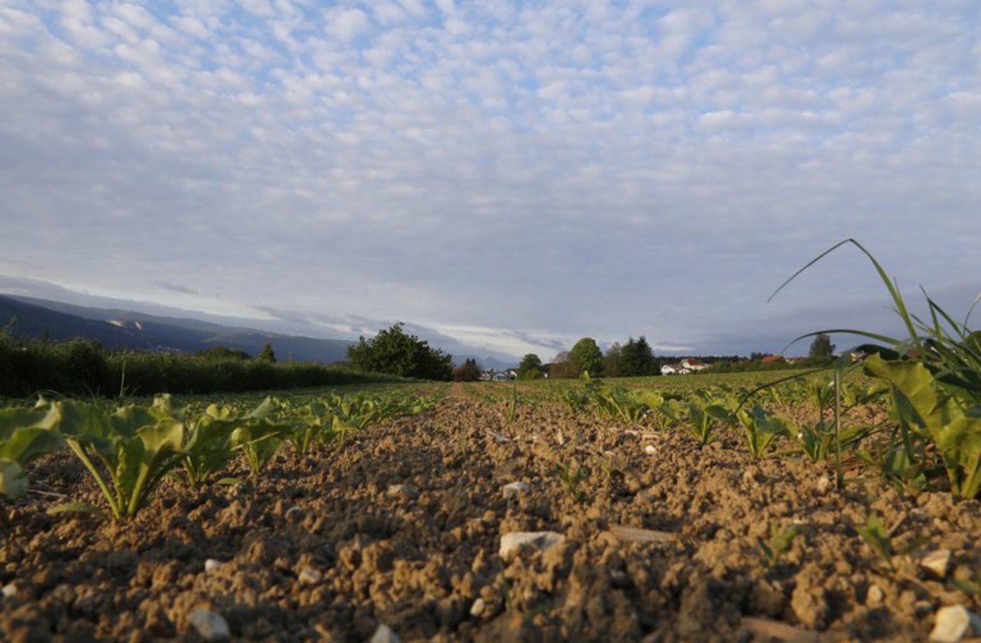 Um fruchtbare Böden zu erhalten, ist eine schonende Bewirtschaftung nötig. 