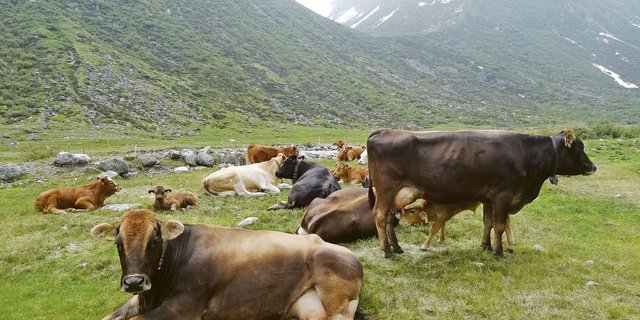 Heute ist die Mutterkuhhaltung häufig und Abkalbungen während der Weideperiode gehören zum Alltag. Eine Herausforderung für den Tierhalter. (Symbolbild BauZ)
