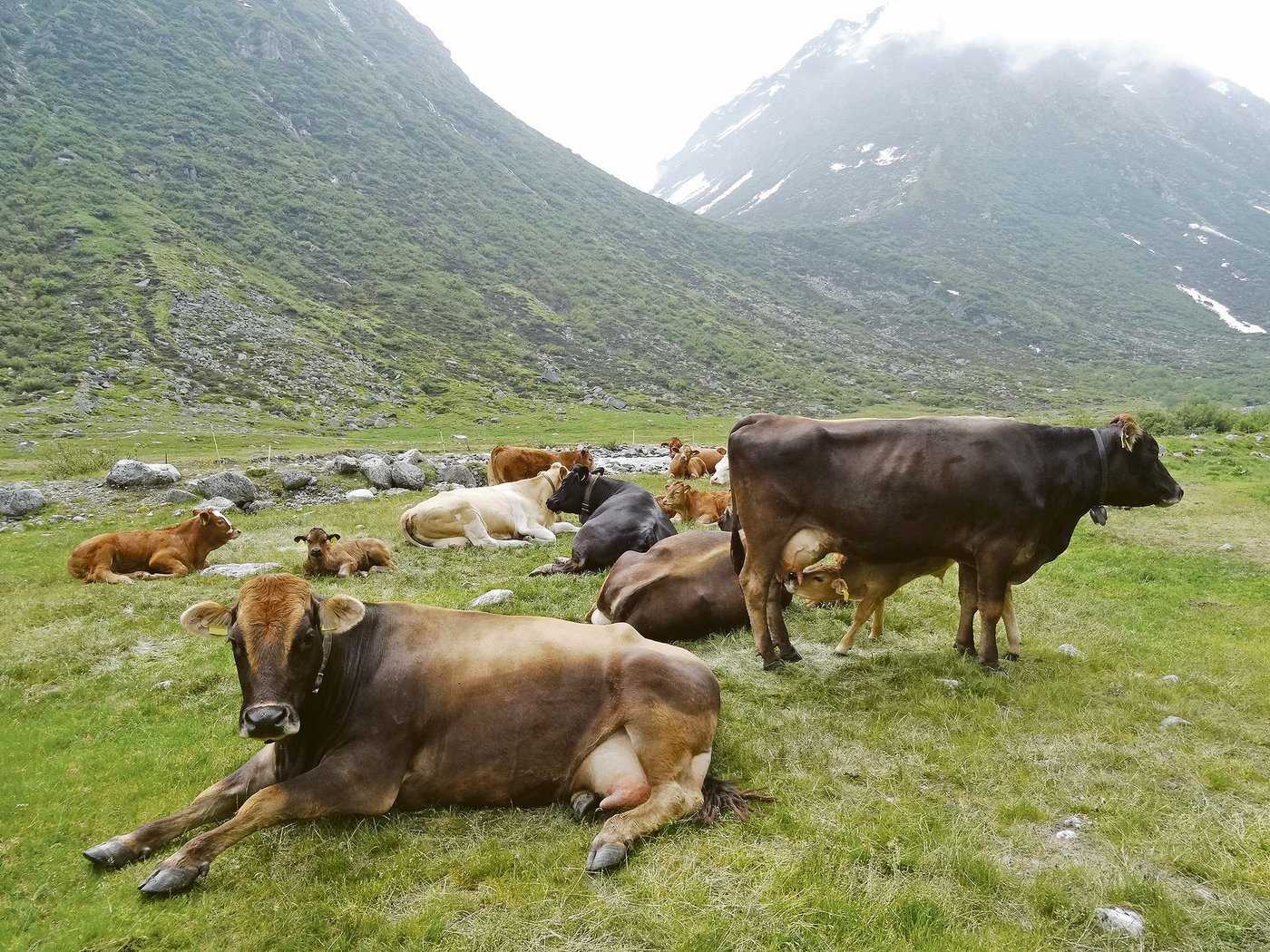 Heute ist die Mutterkuhhaltung häufig und Abkalbungen während der Weideperiode gehören zum Alltag. Eine Herausforderung für den Tierhalter. (Symbolbild BauZ)