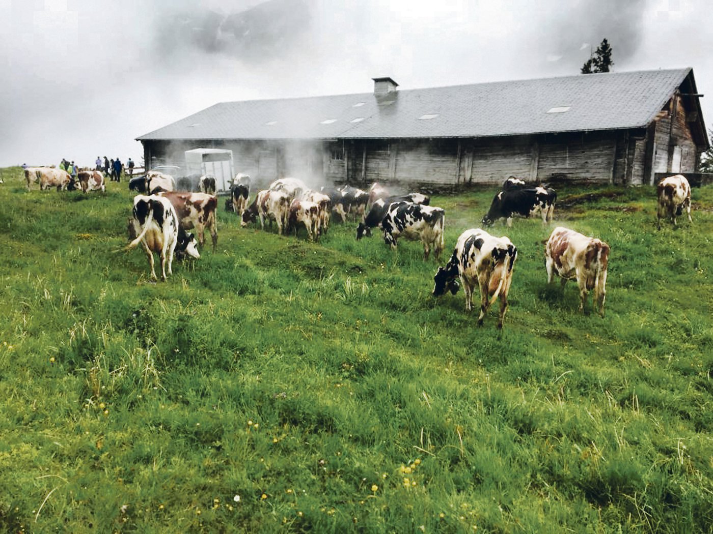 Die Kühe sind am Ziel angekommen und beginnen sofort zu fressen. Für zwei Wochen bleiben sie hier in der untersten Staffel Mettlen, bevor es dann weiter hinaufgeht auf die Mittelstaffel. (Bilder Peter Fankhauser)