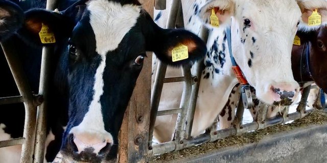 Diese Kühe tragen nebst den regulären Ohrmarken auch intelligente Ohrmarken (weisser Knopf) im Ohr. (Bild Sam Rolli)