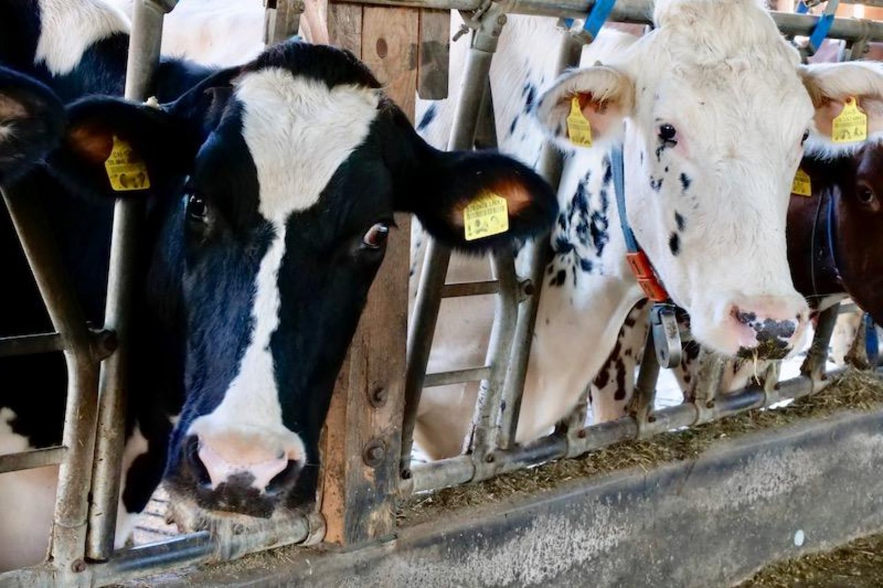 Diese Kühe tragen nebst den regulären Ohrmarken auch intelligente Ohrmarken (weisser Knopf) im Ohr. (Bild Sam Rolli)