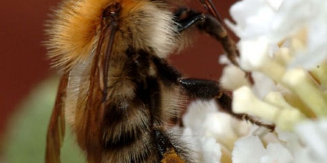 . Der wirtschaftliche Nutzen von Bestäubern wie Hummeln für die europäische Landwirtschaft liegt Berechnungen der IUCN zufolge bei mehr als 22 Milliarden Euro im Jahr. (Bild: Mark Burnett)