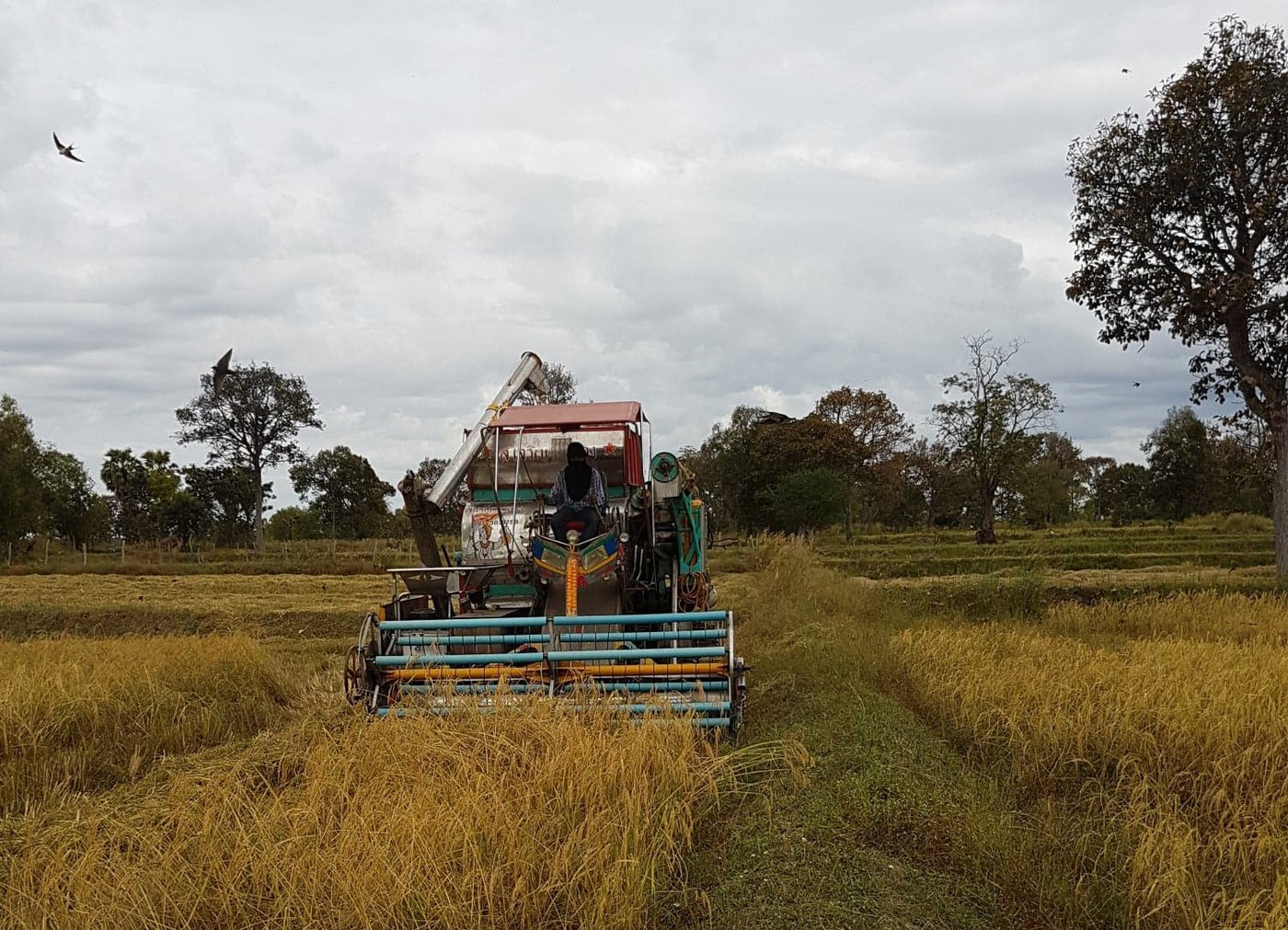 Der japanische Drescher ist einfach, aber zweckmässig, an schlecht befahrbaren Stellen wird von Hand geerntet. (Bild Urs Morf)