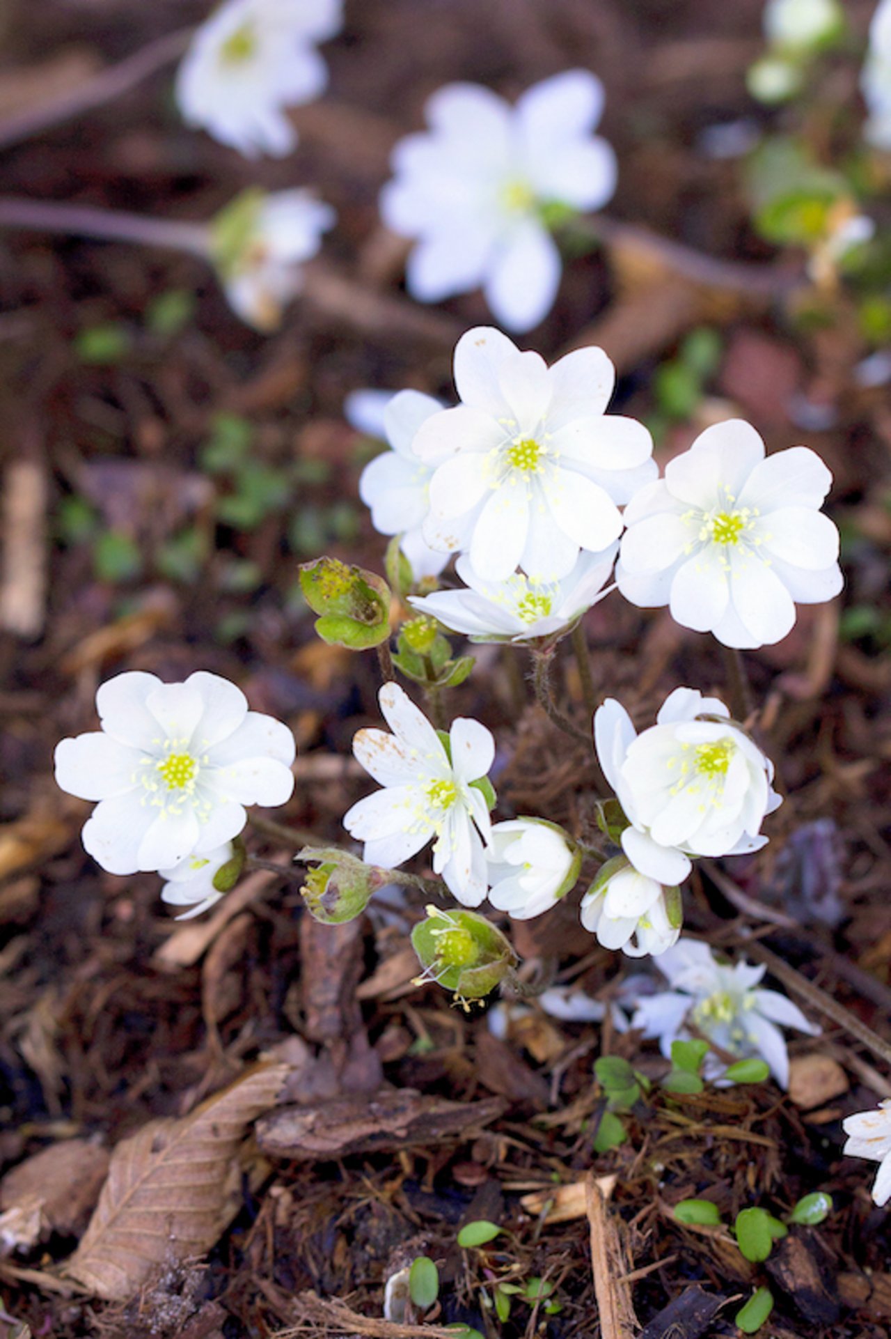 Das weisse Leberblümchen (Hepatica nobilis ‚Woodside White‘) gehört zu den ersten Geophyten im Garten. (Bild GMH/Andre Stade)