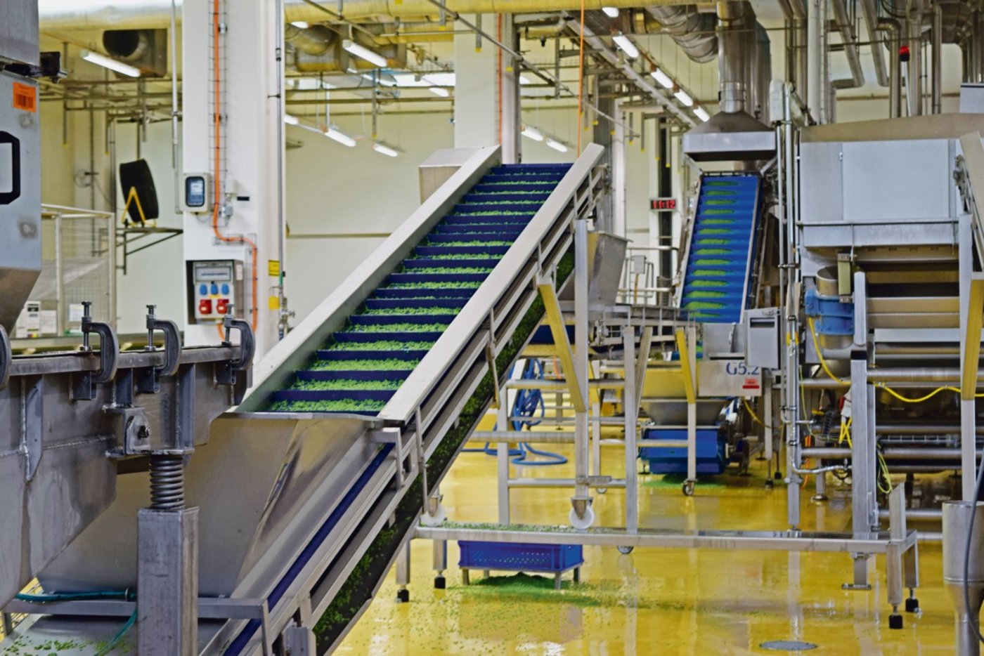 Mittels Förderband gelangen die Erbsen nach der Reinigung zum nächsten Verarbeitungsschritt, dem Kalibrieren.