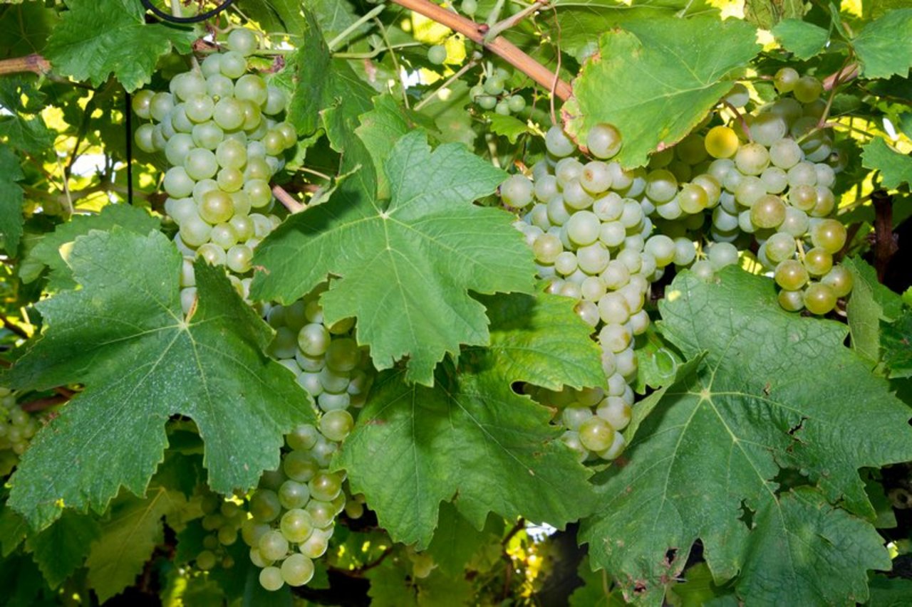 Die Walliser Weinkontrolle nutzt seit vergangenem Herbst ein neues Programm zur Weinlesekontrolle. (Symbolbild Archiv BauZ)