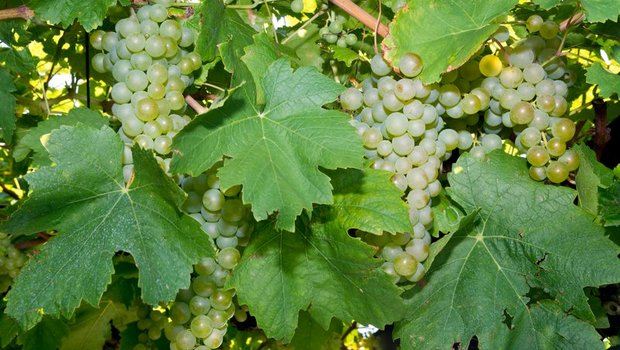Die Walliser Weinkontrolle nutzt seit vergangenem Herbst ein neues Programm zur Weinlesekontrolle. (Symbolbild Archiv BauZ)