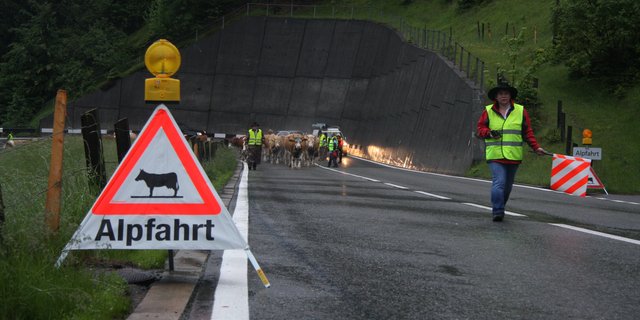 Viehtriebe auf Strassen sind eine Gefahrenquelle. Deshalb sollten die Verantwortlichen sich gut darauf vorbereiten. (Bild BUL)