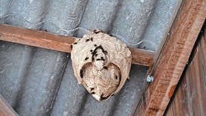 In einem grossen Sek In einem grossen Sekundärnest können bis zu 3500 Asiatische Hornissen leben. Dieses Nest ist noch kleiner, wäre aber täglich stark gewachsen.