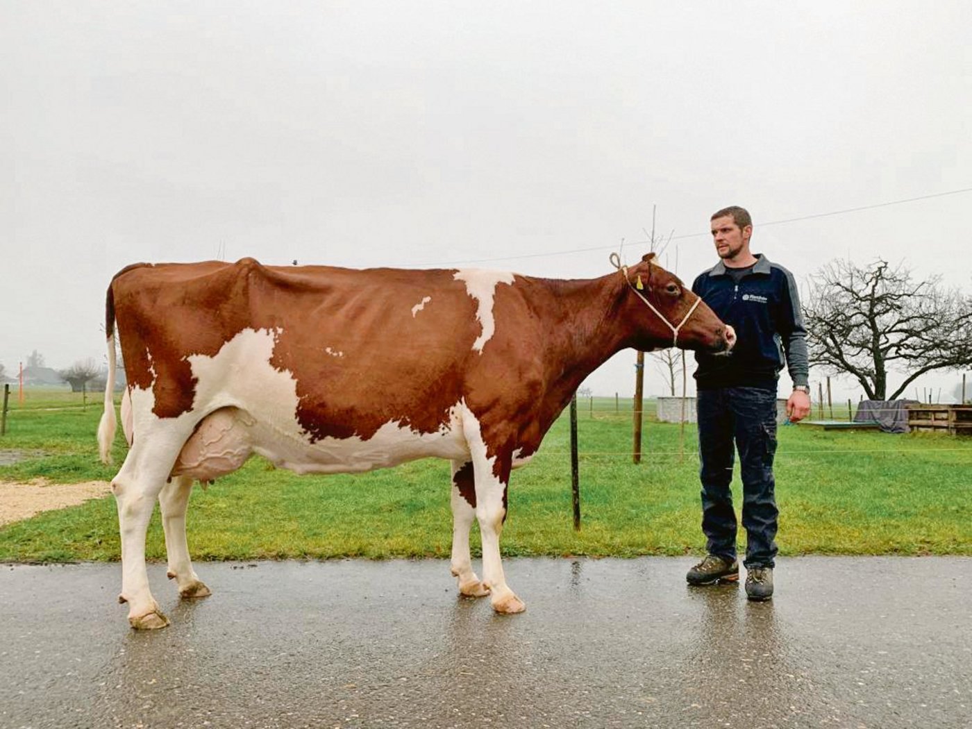 Für Reto von Dach ist Leonard Naomi eine besondere Kuh im Stall. (Bild pf)