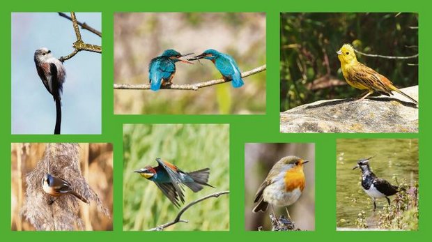 Die Fotos von Ueli Zobrist zeigen die Vielfalt der einheimischen Vogelwelt. (Bilder Ueli Zobrist)