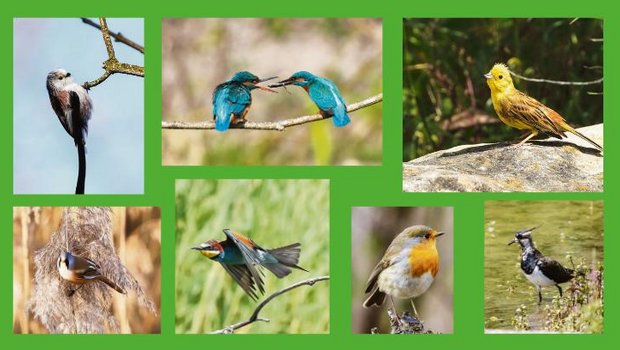Die Fotos von Ueli Zobrist zeigen die Vielfalt der einheimischen Vogelwelt. (Bilder Ueli Zobrist)