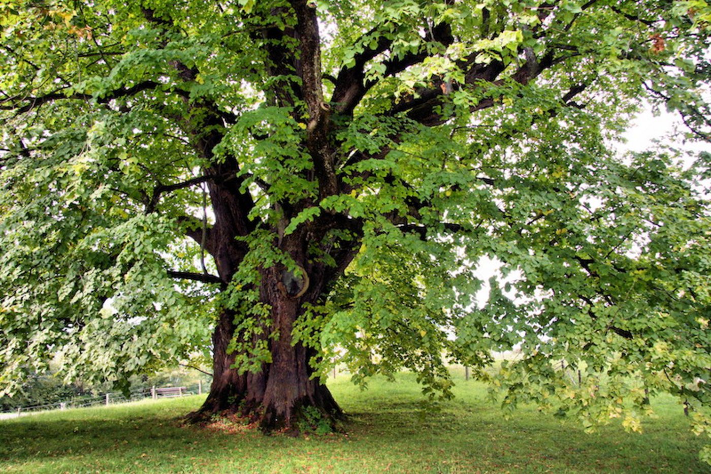 Lindenbäume laden zum Verweilen ein. Sie sind oft gross und stattlich. (Bild Marco Barnebeck/Pixelio)