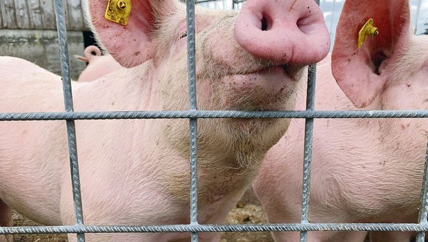 Auch Schweine sind sensible Schnüffler. Diskussionen um Gerüche aus der Landwirtschaft wird es trotz vieler Reduktionsmassnahmen wohl immer geben. 
