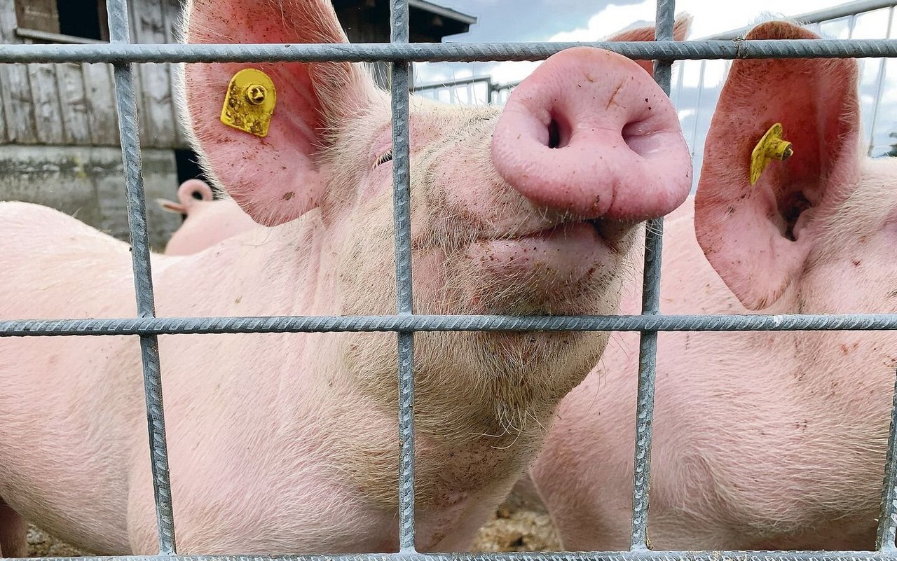 Auch Schweine sind sensible Schnüffler. Diskussionen um Gerüche aus der Landwirtschaft wird es trotz vieler Reduktionsmassnahmen wohl immer geben. 
