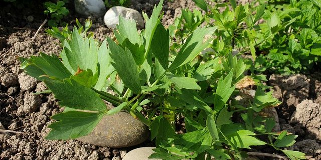 Liebstöckel wächst im Hausgarten prächtig. (Bild lid/ ji)