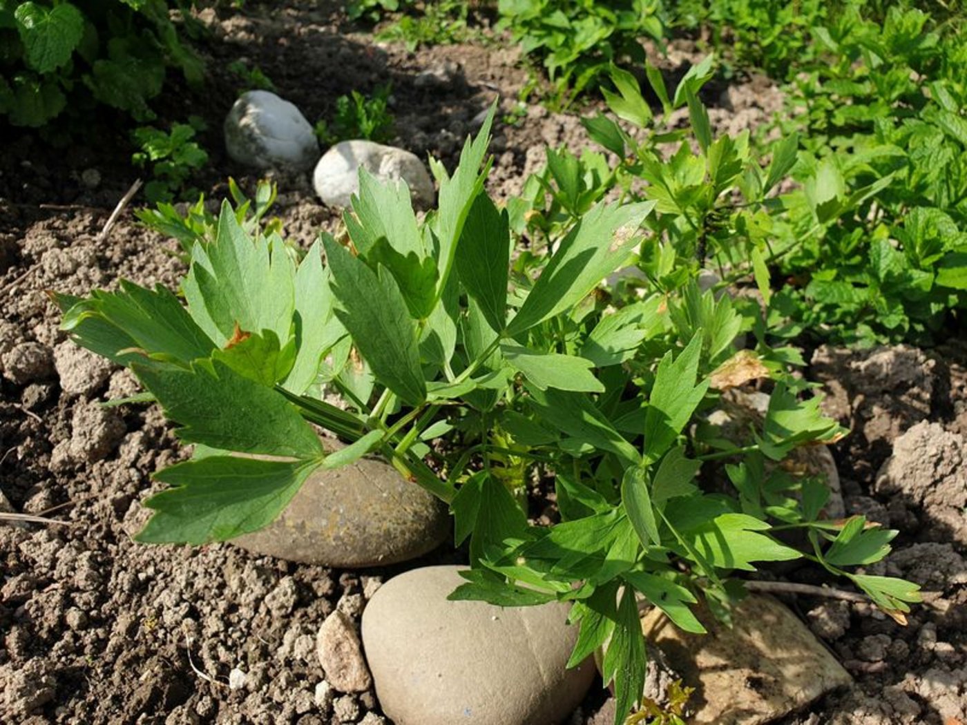 Liebstöckel wächst im Hausgarten prächtig. (Bild lid/ ji)