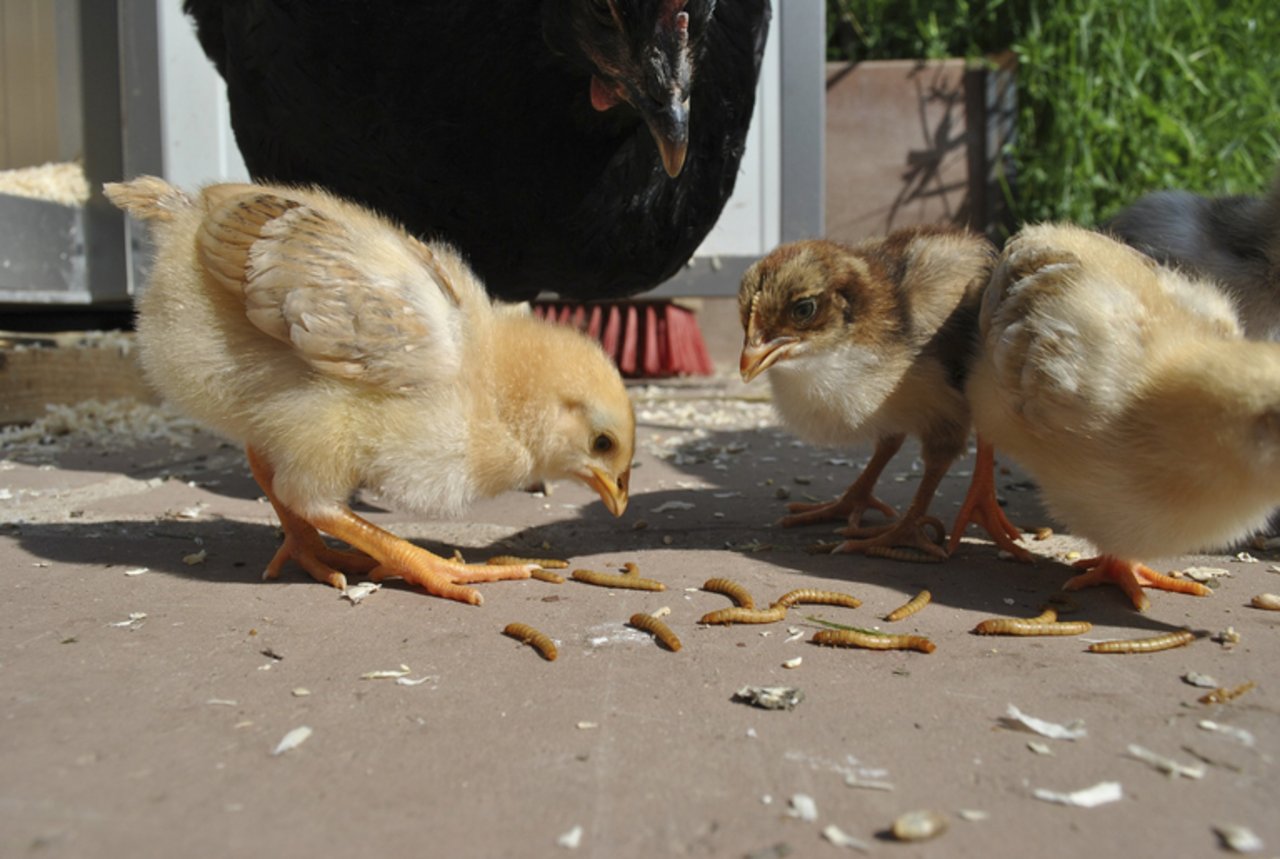 Mehlwürmer an Hühner verfüttern? Das könnte bald erlaubt sein. (Bild pd)