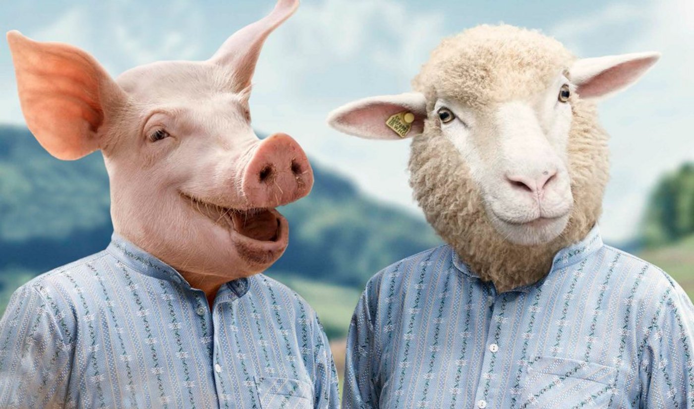 Schaf und Schwein ergänzen die Tiergruppe der Edelweiss-Kampagne. So präsentieren sich die ... (Bilder SBV)