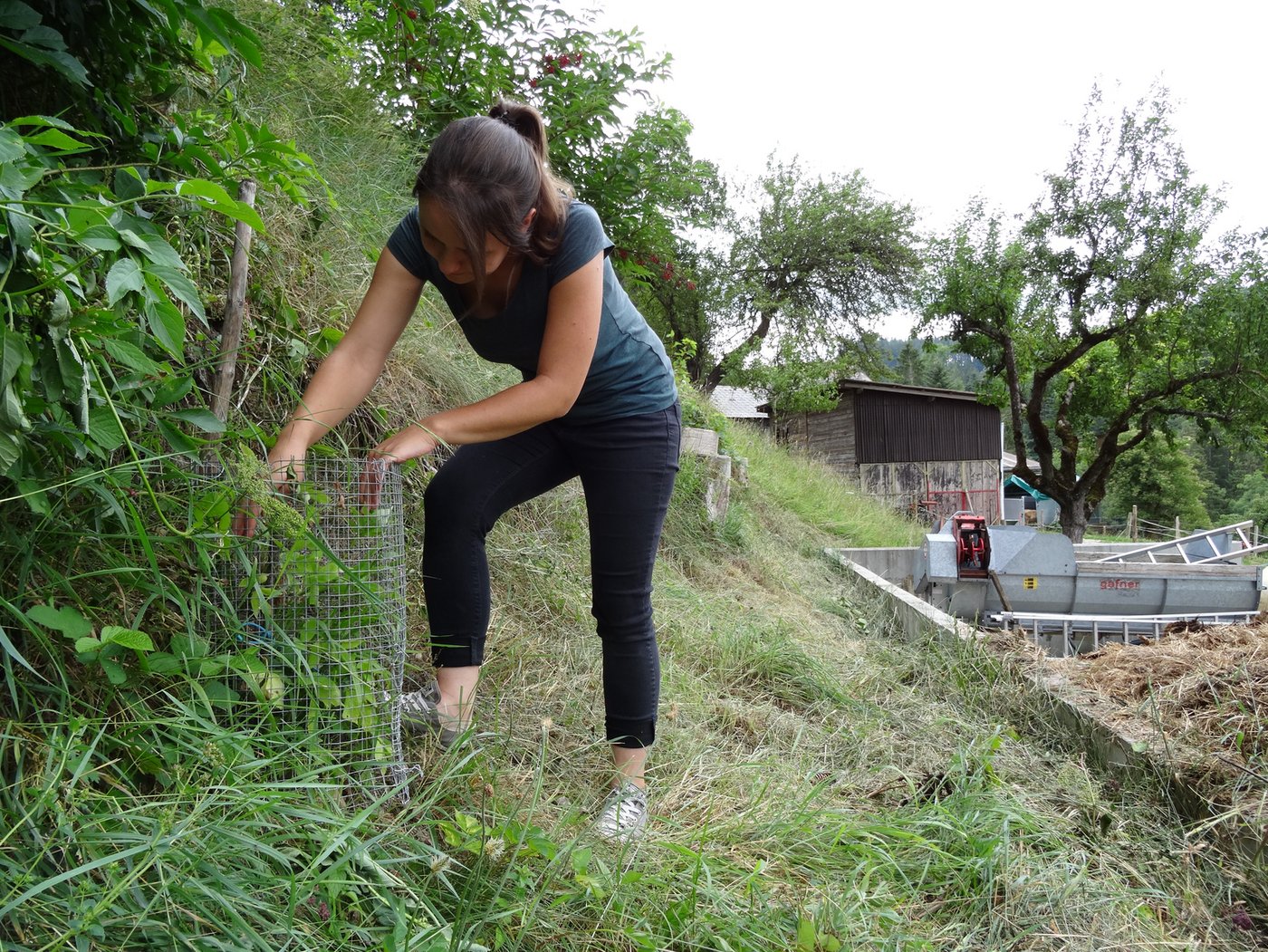 Ihre Mutter hatte die Idee mit den Trüffelbäumen schon lange. Dann hat Tamara Widmer ein Angebot im Internet entdeckt und kurzerhand drei Exemplare – ein Holunder, eine Eiche und eine Tanne – bestellt.