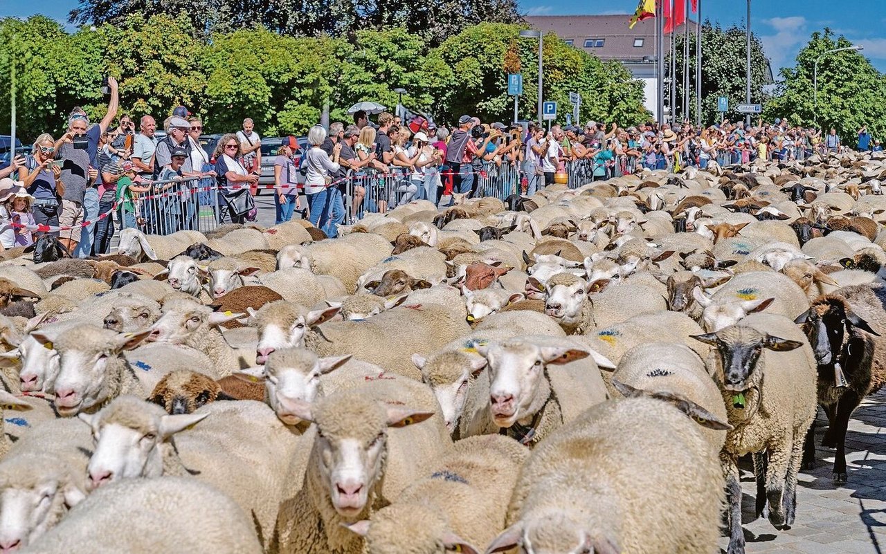 Sehr viele Schafe und noch viel mehr Menschen füllten die Strassen in Einsiedeln. 
