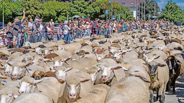 Sehr viele Schafe und noch viel mehr Menschen füllten die Strassen in Einsiedeln. 