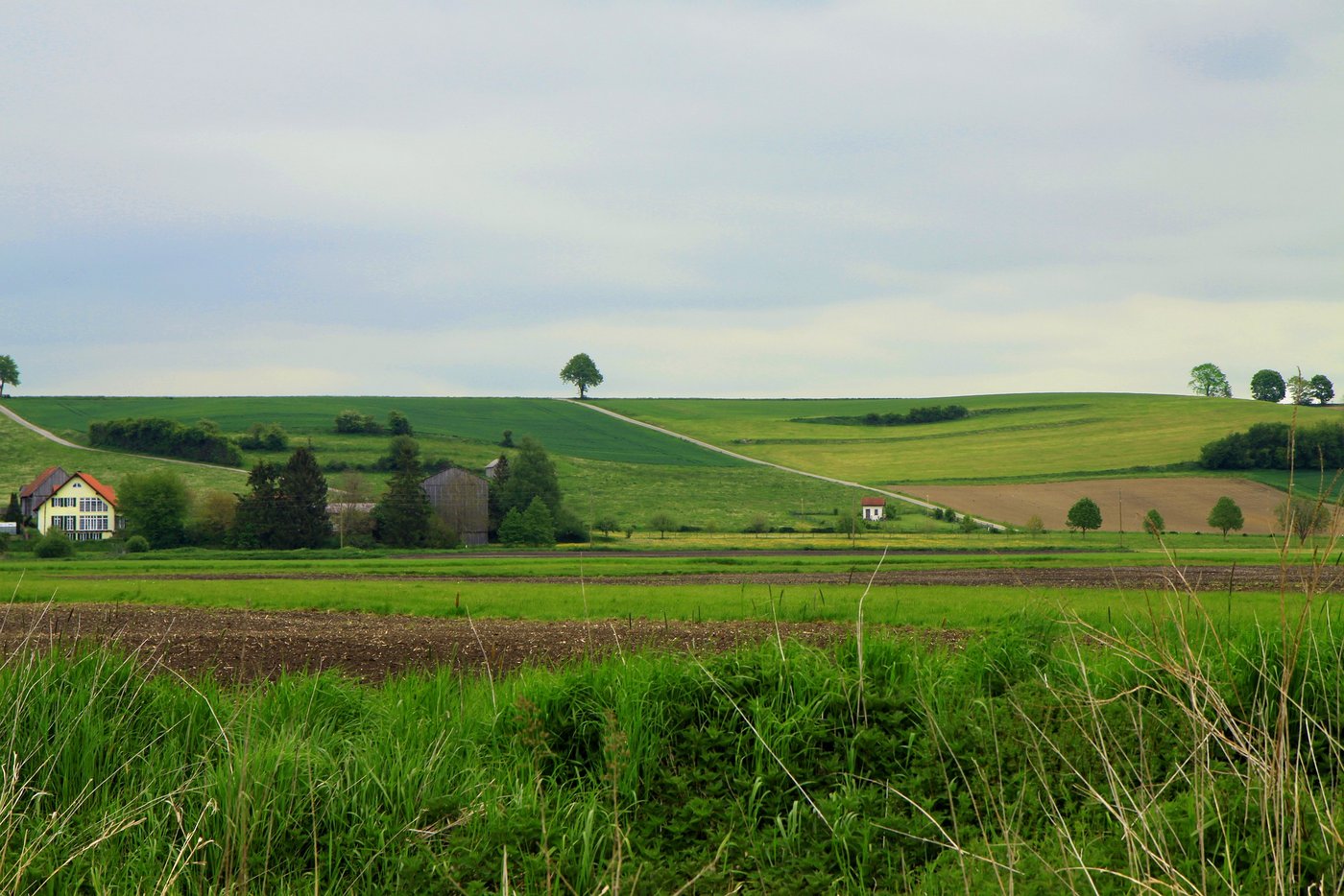 Eine Überprüfung soll zeigen, inwiefern Bäume ausserhalb des Waldes gefördert werden könnten. (Symbolbild bboellinger / Pixabay)