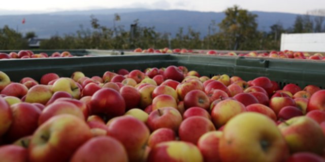 Apfelernte. (Bild lid/ji)