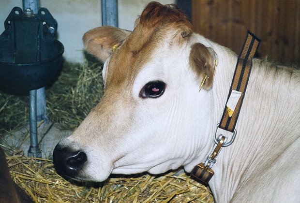 Ein Hofprojekt für Jersey-Milchkühe sorgte in Hünenberg (Zug) für Kritik. (Bild BauZ)