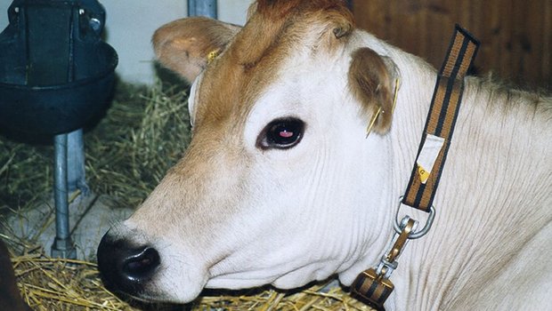 Ein Hofprojekt für Jersey-Milchkühe sorgte in Hünenberg (Zug) für Kritik. (Bild BauZ)