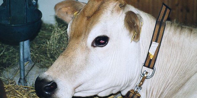 Ein Hofprojekt für Jersey-Milchkühe sorgte in Hünenberg (Zug) für Kritik. (Bild BauZ)