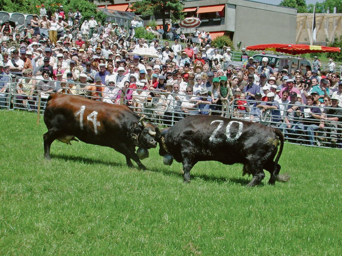 Solche Bilder wird es diesen Frühling nicht geben. Aktuell ist auch fraglich, ob im Herbst Wettkämpfe stattfinden dürfen. (Bild Archiv)
