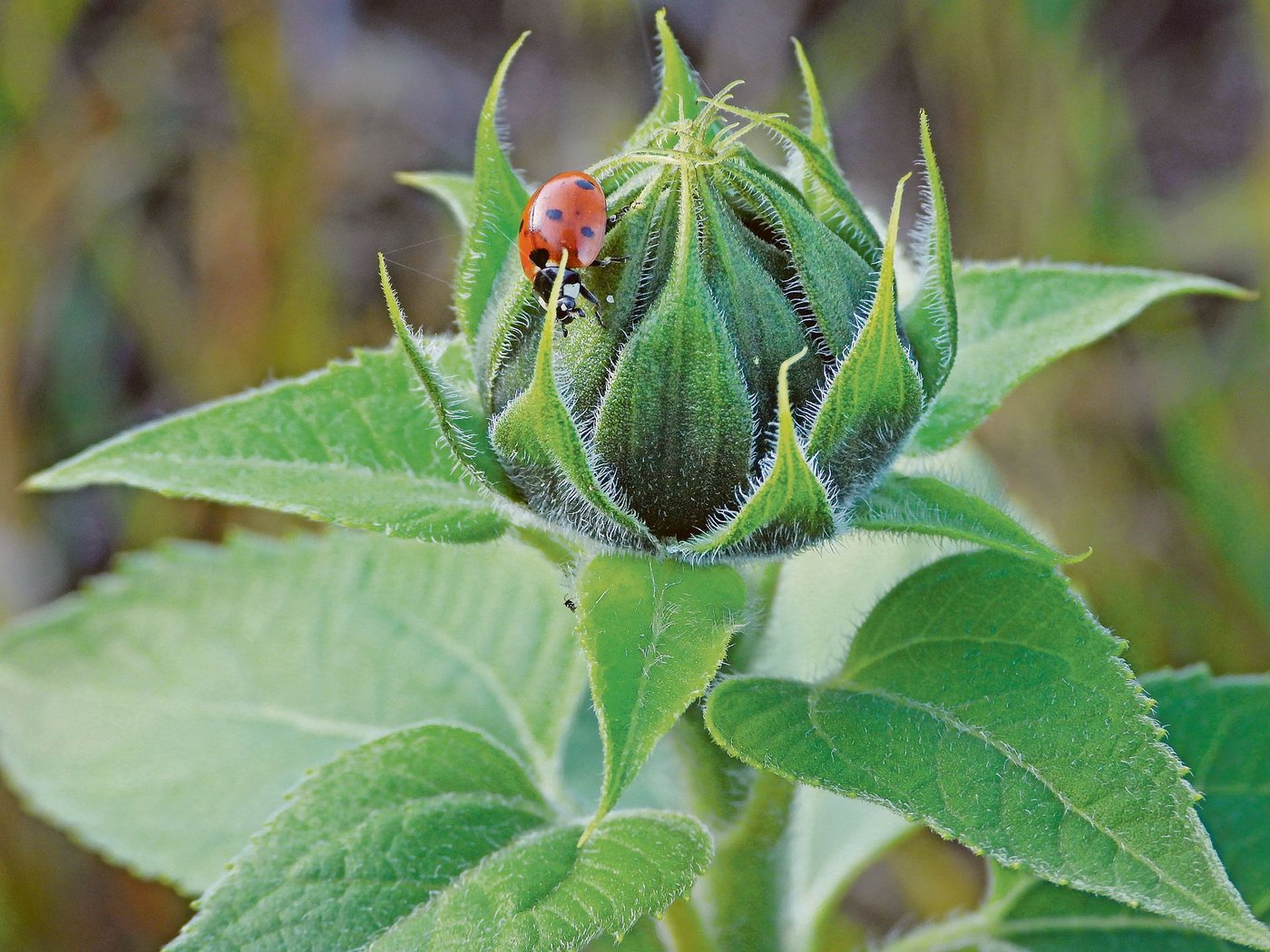 IP-Käfer und Bio-Knospe ergänzen sich gut: Sie bieten den Konsumenten gemeinsam mit dem Basislabel Suisse Garantie eine breite Palette von Entscheidungsmöglichkeiten. (Bild Pixabay)