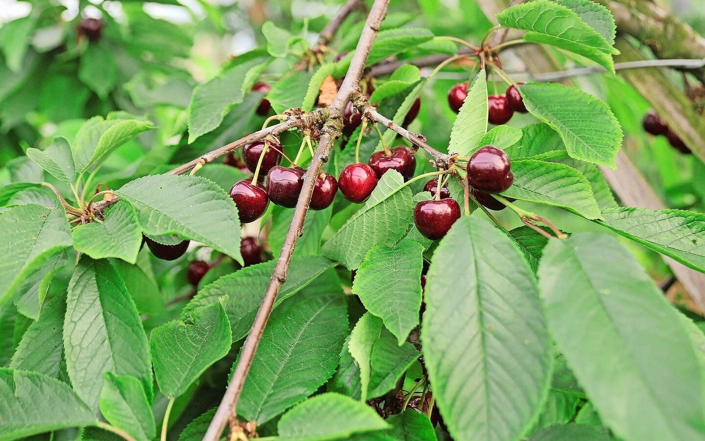 Die konventionellen Kirschen in gedeckten Anlagen präsentieren sich dank des Witterungsschutzes aktuell hervorragend.  