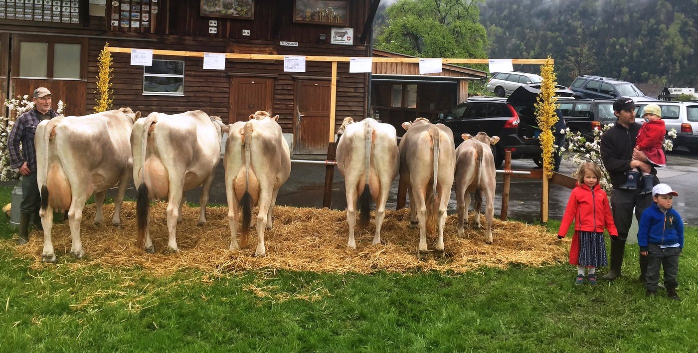 Eine A-Familie mit sehr starken 83 Punkte stellten Martin jun. und Martin sen. Aschwanden in Altdorf mit Stammkuh Tau Torina aus. Sie erreichte das höchste Urner Zuchtfamilienresultat im Jahr 2016.
