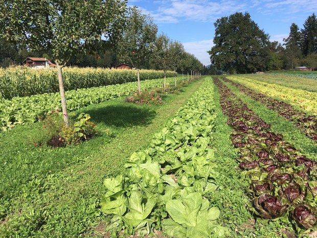 Agroforst gewinnt in der Landwirtschaft wieder mehr an Bedeutung hinsichtlich seiner vielen Vorteile für die Umwelt. Eine Anbauweise ist die Kombination von Obstbäumen mit Gemüse. (Bild Bernhard Hänni)
