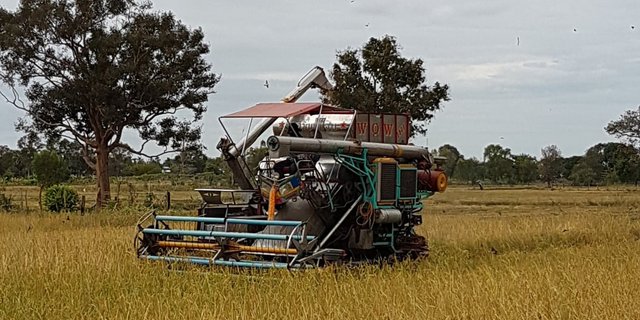 Reisernte im thailändischen Rattanaburi in der nordösllichen Provinz Surin. (Bild Urs Morf)
